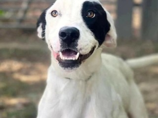 Appello del cuore: aiutiamo Conan? Soffre troppo in un box, non ce la fa