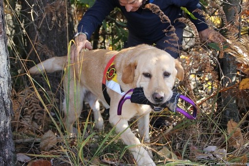 Uno dei cani del gruppo Bsc impiegato nelle ricerche di Ezia Landorno
