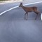 Spunta un capriolo sulla strada, l’auto non riesce a evitarlo (foto di repertorio) Spunta un capriolo sulla strada, l’auto non riesce a evitarlo (foto di repertorio)