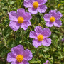 Cistus incanus. Nome italiano: cisto rosso. Nome sardo: mudeju, murdegu arrubiu o mudeju ruju. Nome spagnolo: jara, estepa.
