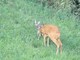 Il miracolo nei boschi a Casapinta, la bellissima favola a lieto fine di un cucciolo di capriolo FOTO Il miracolo nei boschi a Casapinta, la bellissima favola a lieto fine di un cucciolo di capriolo FOTO