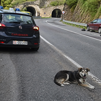 Incidente stradale a Valle San Nicolao: c'era un cane sulla carreggiata - Immagine generata dall'IA