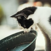 Sandigliano, sospetto veleno per gatto trovato in cortile Sandigliano, sospetto veleno per gatto trovato in cortile