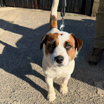 Trovato un cane al Parco Burcina, a chi appartiene?