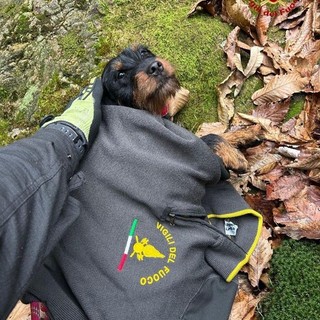 cane vigili fuoco