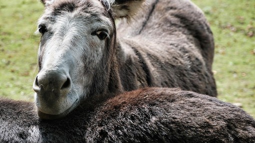 Valdilana: asino smarrito trovato, recupero fissato domani