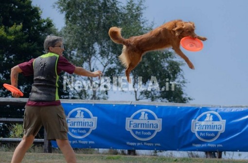 Velocità e intesa con il proprio cane: a Bielmonte va in scena il Campionato Nazionale di Disc Dog (servizio di Massimo Giacobbe per newsbiella.it)