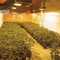 Dal Nord Ovest - Droga e armi, i Carabinieri scoprono una piantagione con 1.206 piante di marijuana Dal Nord Ovest - Droga e armi, i Carabinieri scoprono una piantagione con 1.206 piante di marijuana