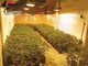 Dal Nord Ovest - Droga e armi, i Carabinieri scoprono una piantagione con 1.206 piante di marijuana