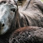 Valdilana: asino smarrito trovato, recupero fissato domani