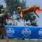 Velocità e intesa con il proprio cane: a Bielmonte va in scena il Campionato Nazionale di Disc Dog (servizio di Massimo Giacobbe per newsbiella.it) Velocità e intesa con il proprio cane: a Bielmonte va in scena il Campionato Nazionale di Disc Dog (servizio di Massimo Giacobbe per newsbiella.it)