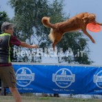 Velocità e intesa con il proprio cane: a Bielmonte va in scena il Campionato Nazionale di Disc Dog (servizio di Massimo Giacobbe per newsbiella.it) Velocità e intesa con il proprio cane: a Bielmonte va in scena il Campionato Nazionale di Disc Dog (servizio di Massimo Giacobbe per newsbiella.it)