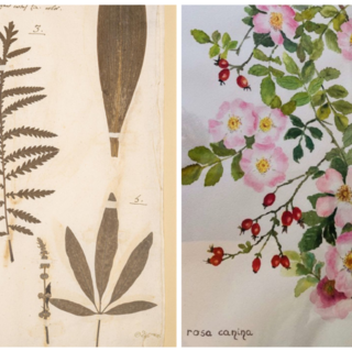 Salussola: al Museo dell’Oro e della Pietra si inaugura la sala erbario.