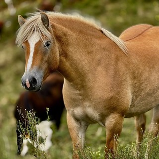 Il Biellese in e-bike, sui sentieri d'autunno: fra le sette fontane e la Galleria di Rosazza