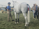 Equitazione: La biellese Martina Guerra prende parte ai Campionati Europei Pony Equitazione: La biellese Martina Guerra prende parte ai Campionati Europei Pony