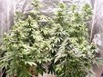 Lessona, 196 pastiglie di ecstasy e una serra di marijuana in casa, arrestato Lessona, 196 pastiglie di ecstasy e una serra di marijuana in casa, arrestato