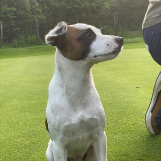 Ester scappata a Zubiena, aiutiamo a riportarla dalla sua piccola umana