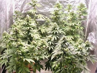 Lessona, 196 pastiglie di ecstasy e una serra di marijuana in casa, arrestato Lessona, 196 pastiglie di ecstasy e una serra di marijuana in casa, arrestato