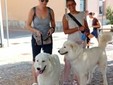 Cossato, San Rocco tra festa e siccità: "Preghiamo anche per la pioggia" Cossato, San Rocco tra festa e siccità: "Preghiamo anche per la pioggia"