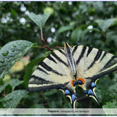 Podalirio - immagine di Lucio Bordignon