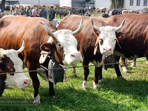 Sandigliano celebra la tradizione agricola: in corso la “Fera dla Caplina” - Servizio di Mattia Baù
