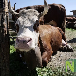 Sandigliano, torna la “Fera dla Caplina” domenica 29 marzo
