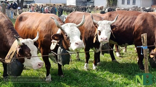 Sandigliano celebra la tradizione agricola: in corso la “Fera dla Caplina” - Servizio di Mattia Baù Sandigliano celebra la tradizione agricola: in corso la “Fera dla Caplina” - Servizio di Mattia Baù