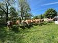 Valdilana, Fiera Zootecnica della Brughiera: oggi l’evento “Tradizioni d’allevamento” FOTO e VIDEO di Massimo Giacobbe per newsbiella.it
