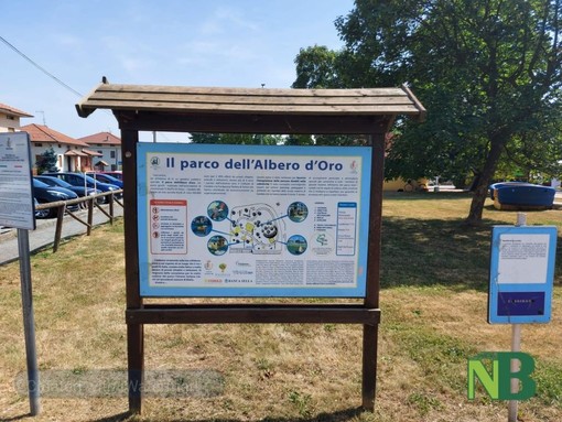 candelo albero candelo albero