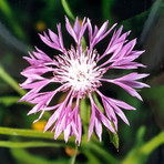 Centaurea napifolia L., 1753. Nome italiano: Fiordaliso romano. Nome sardo: Pani de àinu, Pani de molenti, Panecuccu o Panicuccu, Español: Ramona. (Fotografia di Ninni Carreras “Fiori di Gallura”, Archivio Biblioteca Comunale G.M. Dettori – Tempio Pausania). Centaurea napifolia L., 1753. Nome italiano: Fiordaliso romano. Nome sardo: Pani de àinu, Pani de molenti, Panecuccu o Panicuccu, Español: Ramona. (Fotografia di Ninni Carreras “Fiori di Gallura”, Archivio Biblioteca Comunale G.M. Dettori – Tempio Pausania).