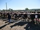 A Borriana si celebra il mondo agricolo: allevatori, artigianato e polenta protagonisti della Fiera Zootecnica (servizio di Davide Finatti in esclusiva per Newsbiella.it)