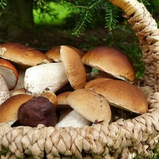 Dal Nord Ovest - In cerca di funghi di notte nei boschi, sanzionati due giovani (foto di repertorio)