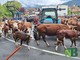 pralungo mucche