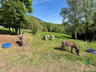 Valdilana, Fiera Zootecnica della Brughiera: oggi l’evento “Tradizioni d’allevamento” FOTO e VIDEO di Massimo Giacobbe per newsbiella.it
