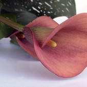 Gaglianico ricorda Don Alberto De Toni e Antonio Bressan, due amici dello sport biellese