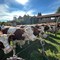 Sordevolo celebra la tradizione con la Fiera Autunnale tra bestiame, mezzi agricoli e sapori locali FOTO Sordevolo celebra la tradizione con la Fiera Autunnale tra bestiame, mezzi agricoli e sapori locali FOTO