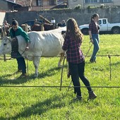 Pasquetta a Ponderano: la Fiera Zootecnica torna protagonista tra tradizione, animali e stand (servizio di Massimo Giacobbe) Pasquetta a Ponderano: la Fiera Zootecnica torna protagonista tra tradizione, animali e stand (servizio di Massimo Giacobbe)
