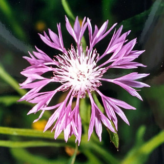 Centaurea napifolia L., 1753. Nome italiano: Fiordaliso romano. Nome sardo: Pani de àinu, Pani de molenti, Panecuccu o Panicuccu, Español: Ramona. (Fotografia di Ninni Carreras “Fiori di Gallura”, Archivio Biblioteca Comunale G.M. Dettori – Tempio Pausania).