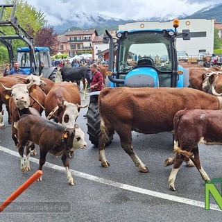 pralungo mucche