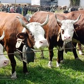 Sandigliano celebra la tradizione agricola: in corso la “Fera dla Caplina” - Servizio di Mattia Baù Sandigliano celebra la tradizione agricola: in corso la “Fera dla Caplina” - Servizio di Mattia Baù
