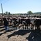A Borriana si celebra il mondo agricolo: allevatori, artigianato e polenta protagonisti della Fiera Zootecnica (servizio di Davide Finatti in esclusiva per Newsbiella.it)