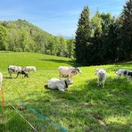 Valdilana, Fiera Zootecnica della Brughiera: oggi l’evento “Tradizioni d’allevamento” FOTO e VIDEO di Massimo Giacobbe per newsbiella.it