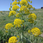 “Amistade”, poesia di Nicola Loi: canto antico della fraternità nella lingua dei padri