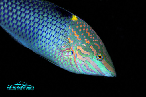 Fotogruppo Riflessi ad Occhieppo Superiore: un viaggio tra i fondali marini con le immagini di Clemente Acquadro - Foto di Clemente Acquadro