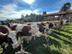 Sordevolo celebra la tradizione con la Fiera Autunnale tra bestiame, mezzi agricoli e sapori locali FOTO Sordevolo celebra la tradizione con la Fiera Autunnale tra bestiame, mezzi agricoli e sapori locali FOTO