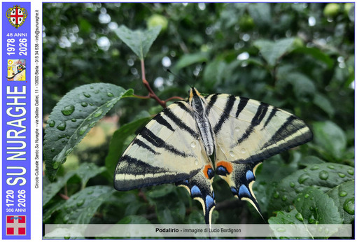 Podalirio - immagine di Lucio Bordignon