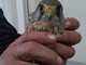 Crevacuore: falco pellegrino messo in salvo dalla Polizia Locale