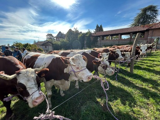 Sordevolo celebra la tradizione con la Fiera Autunnale tra bestiame, mezzi agricoli e sapori locali FOTO Sordevolo celebra la tradizione con la Fiera Autunnale tra bestiame, mezzi agricoli e sapori locali FOTO