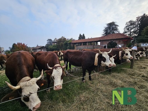 fiera sordevolo fiera sordevolo