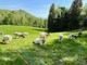 Valdilana, Fiera Zootecnica della Brughiera: oggi l’evento “Tradizioni d’allevamento” FOTO e VIDEO di Massimo Giacobbe per newsbiella.it